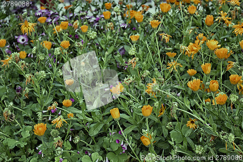 Image of Green weeds and orange flowers background