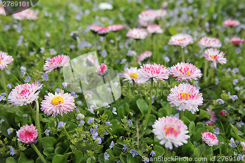 Image of Pink little flowers - daisy