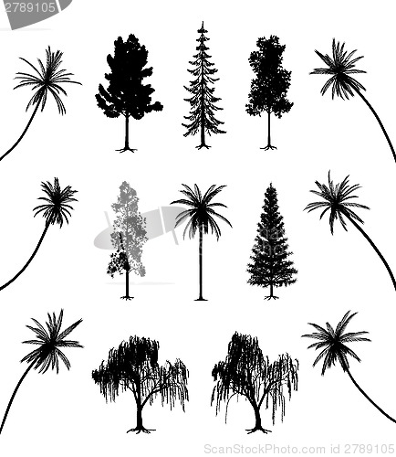 Image of Trees with roots and palms