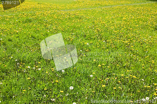 Image of Flower field