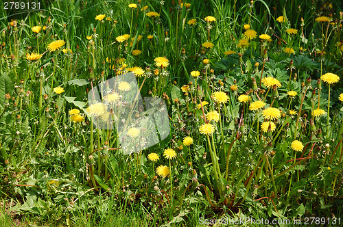 Image of Field