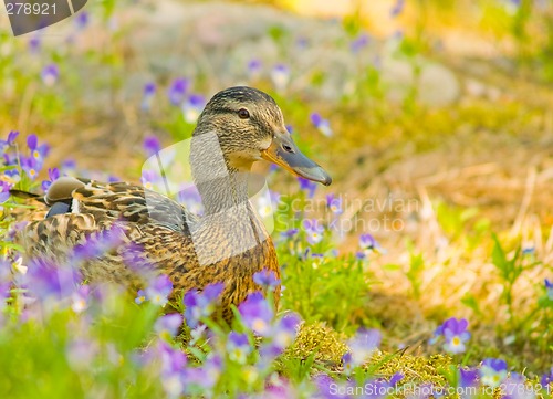 Image of Female mallard