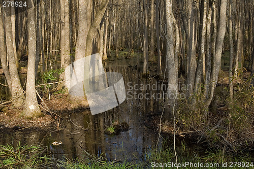 Image of South Carolina Swamp