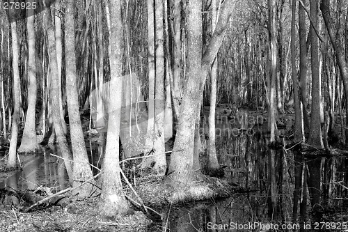 Image of South Carolina Swamp