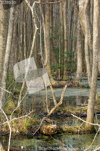 Image of South Carolina Swamp