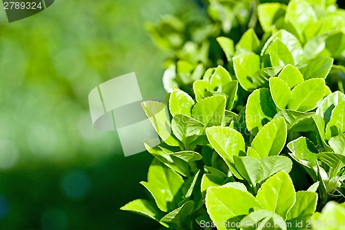 Image of green leaves