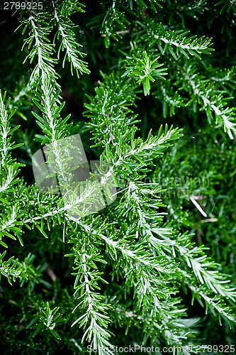 Image of fresh rosemary herb 