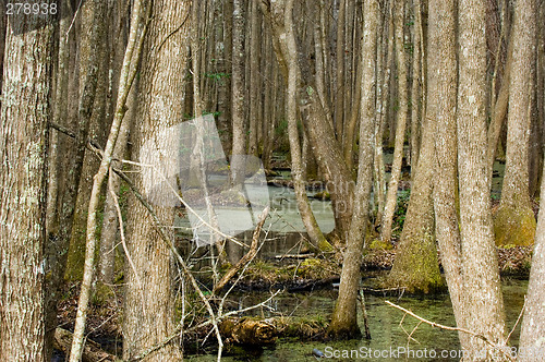 Image of South Carolina Swamp