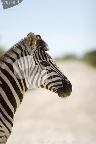 Image of Zebra in profile