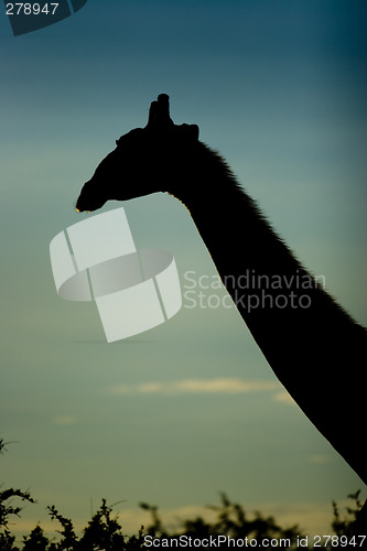 Image of Giraffe in sundown