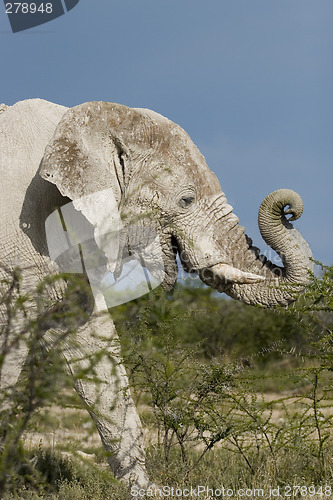 Image of Elephant