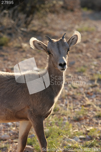 Image of young bighorn sheep