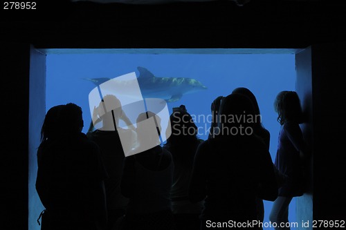 Image of Watching Dolphins