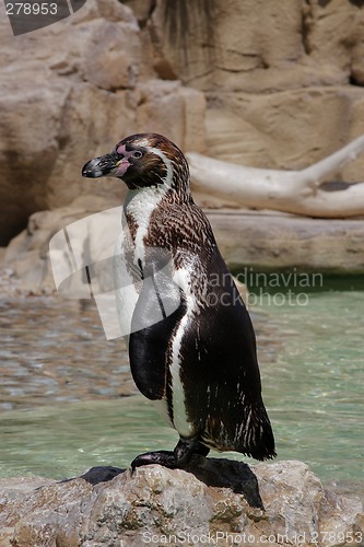 Image of Penguin in the Sun