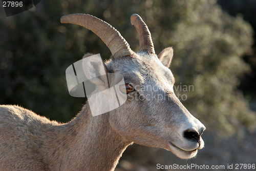 Image of bighorn sheep