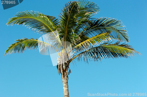 Image of palmtree