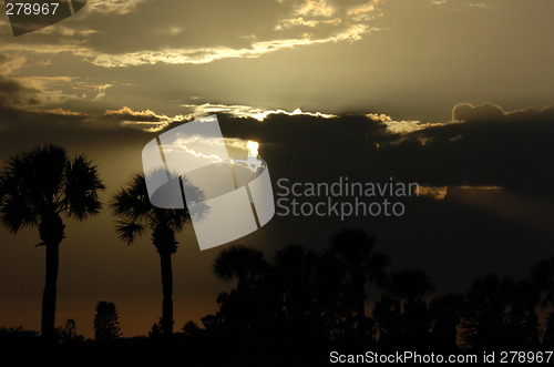 Image of palmtrees at sunset