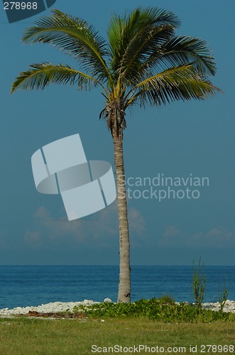 Image of palmtree
