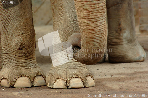 Image of elephant feet