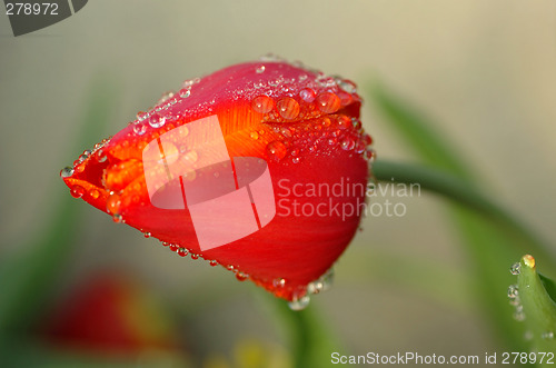 Image of tulip with waterdrops