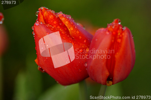 Image of red tulips