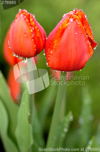 Image of red tulips after rain