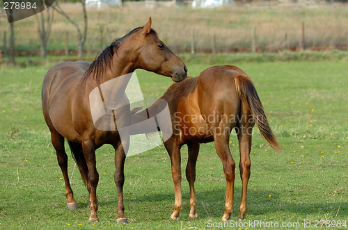 Image of two horses