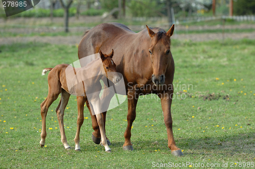 Image of mare and filly