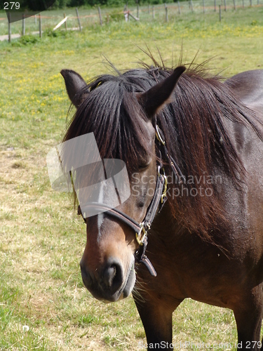 Image of Horse