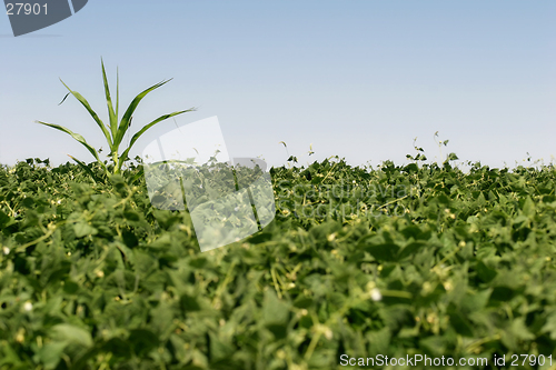 Image of renegade crop