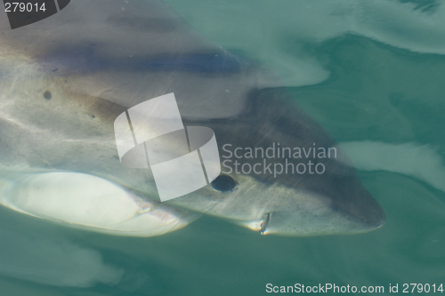 Image of Great white shark under surface