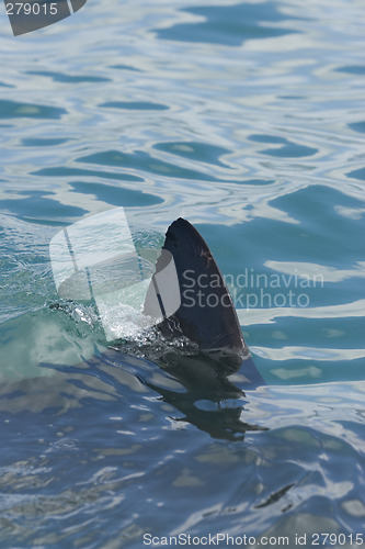 Image of Great white shark fin