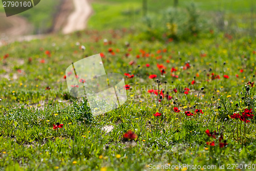 Image of Spring flowers - red on green