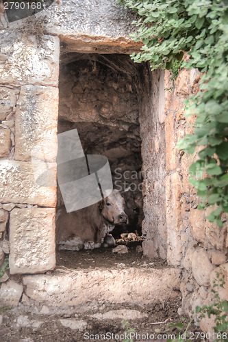 Image of A cow inside old ruins
