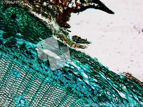 Image of Pine Wood micrograph