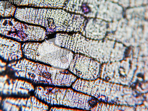 Image of Onion epidermus micrograph