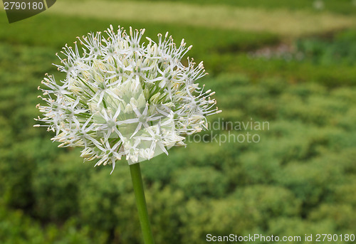 Image of Ivory Queen flower