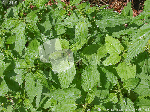 Image of Stinging nettle