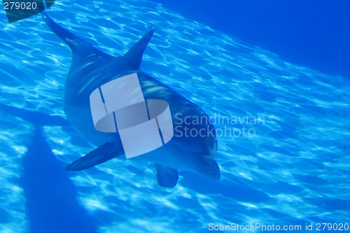 Image of Dolphin