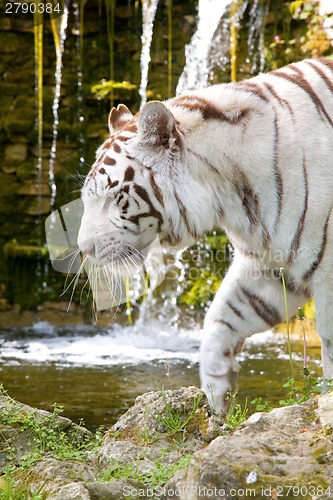 Image of White Bengal Tiger