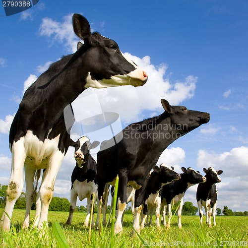 Image of Holstein cows