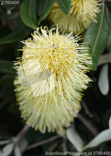 Image of Banksia  flower 