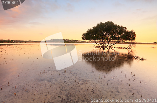 Image of Lone mangrove tree and roots in tidal shallows