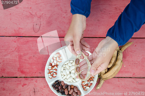 Image of close farmer hands shell husk colorful bean pods 