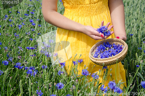 Image of farm woman in yellow dress hands pick cornflower 