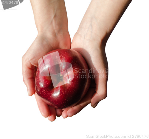 Image of red ripe apple on woman palms 