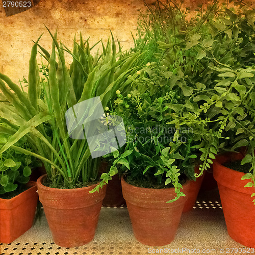 Image of Green plants on rusty background