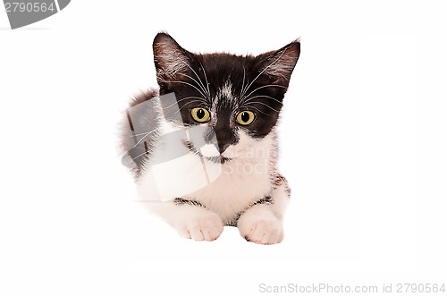 Image of Adorable sad black and white kitten