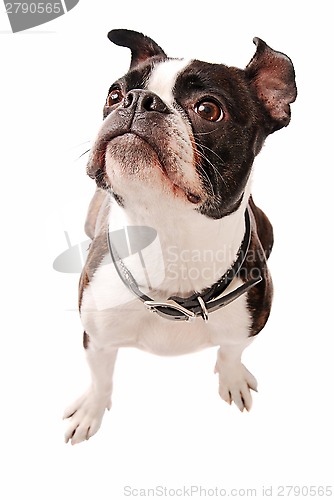 Image of Boston Terrier Dog Looking Up