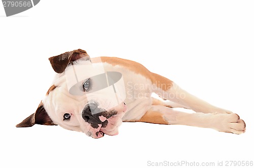 Image of Old English Bulldog lying on a white background